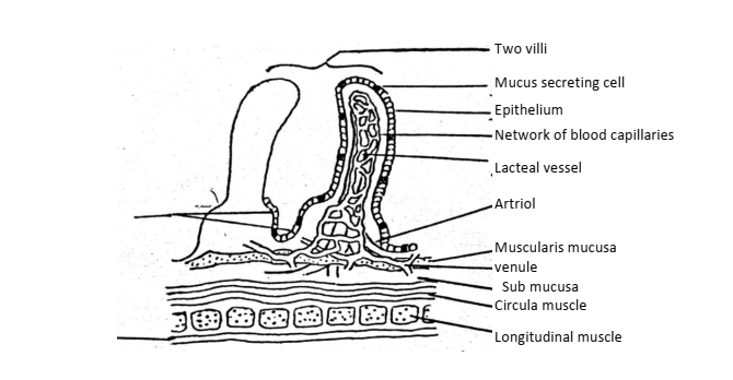  TS of human small intestine show th e structure of villus