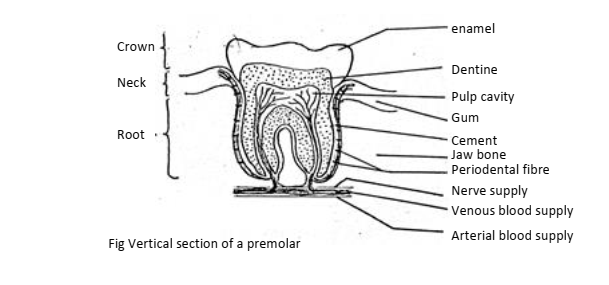 Vertical section of a premolar